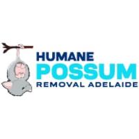 Humane Possum Removal Adelaide image 1